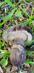 Tylopilus griseocarneus