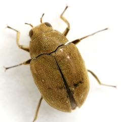 Lutrochus luteus