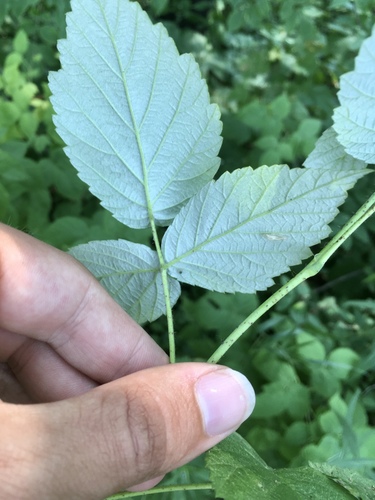 Rubus idaeus
