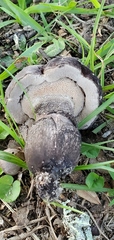 Tylopilus griseocarneus