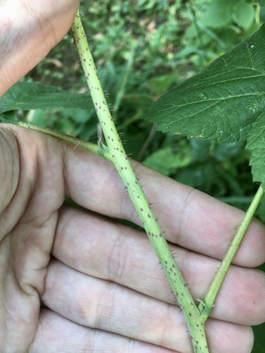 Rubus idaeus