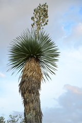 Yucca rostrata