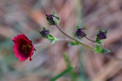 Potentilla rubra