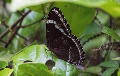 Morpho helenor achillides
