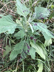 Norvellina chenopodii