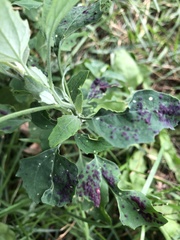 Norvellina chenopodii