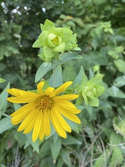 Silphium integrifolium laeve