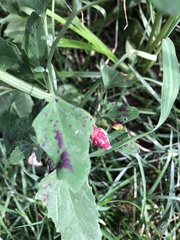 Norvellina chenopodii