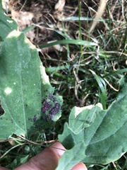 Norvellina chenopodii