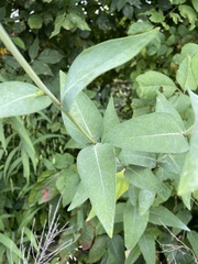 Silphium integrifolium laeve