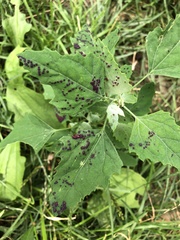 Norvellina chenopodii