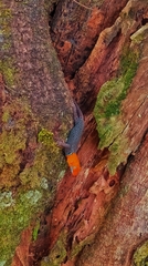 Gonatodes albogularis fuscus