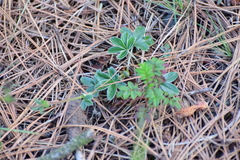 Potentilla rubra