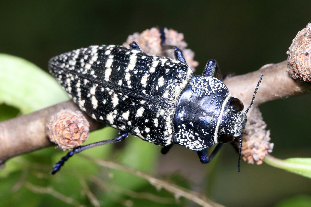 Lampetis dilaticollis