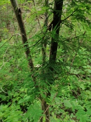 Vachellia campechiana