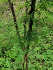Vachellia campechiana