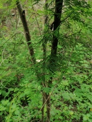 Vachellia campechiana