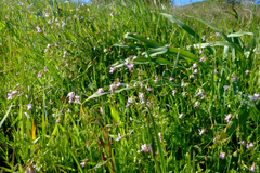 Collinsia sparsiflora
