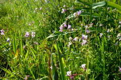 Collinsia sparsiflora