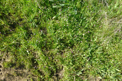 Collinsia sparsiflora