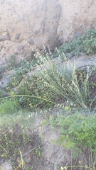 Melica stricta