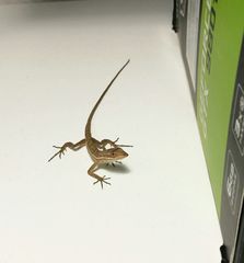 Anolis auratus