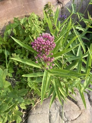 Asclepias incarnata