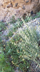 Melica stricta