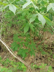 Gyrocarpus