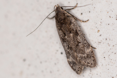 Anacampsis populella