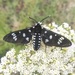 Vulcan Tiger Moth - Photo (c) Bodo Nuñez Oberg, some rights reserved (CC BY-NC), uploaded by Bodo Nuñez Oberg
