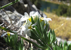 Leptosiphon nuttallii