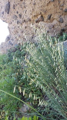 Melica stricta