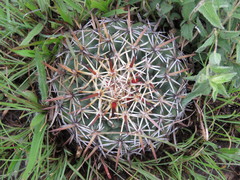 Coryphantha ottonis