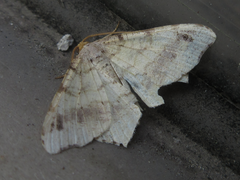 Macaria shanghaisaria