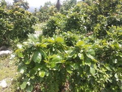 Quercus liebmannii