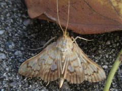Neoanalthes contortalis