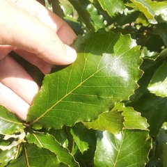 Quercus liebmannii