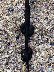 Ascophyllum nodosum