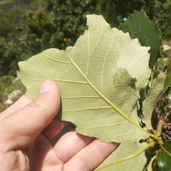 Quercus liebmannii