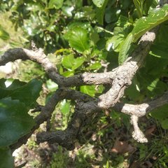 Quercus liebmannii