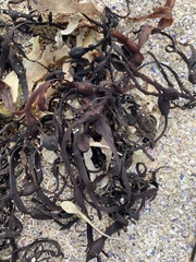 Ascophyllum nodosum