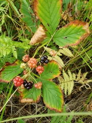 Rubus stipulatus