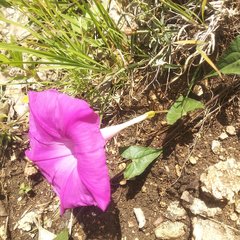 Ipomoea elongata