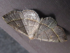 Paracolax trilinealis