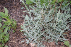 Krascheninnikovia lanata