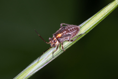 Capsodes