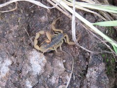 Centruroides infamatus