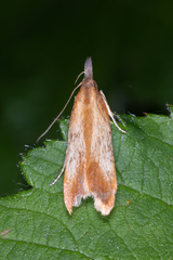 Dichomeris ustalella