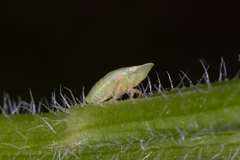 Aphrodini